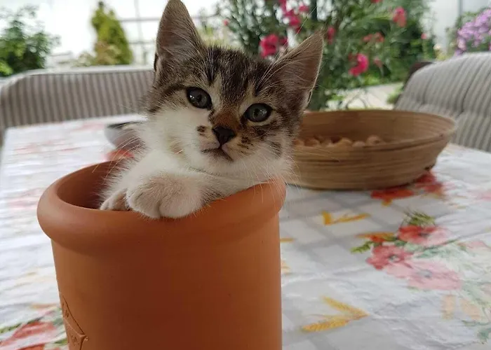 Weingut Bohrn Himmelbett Guest house Herrnbaumgarten